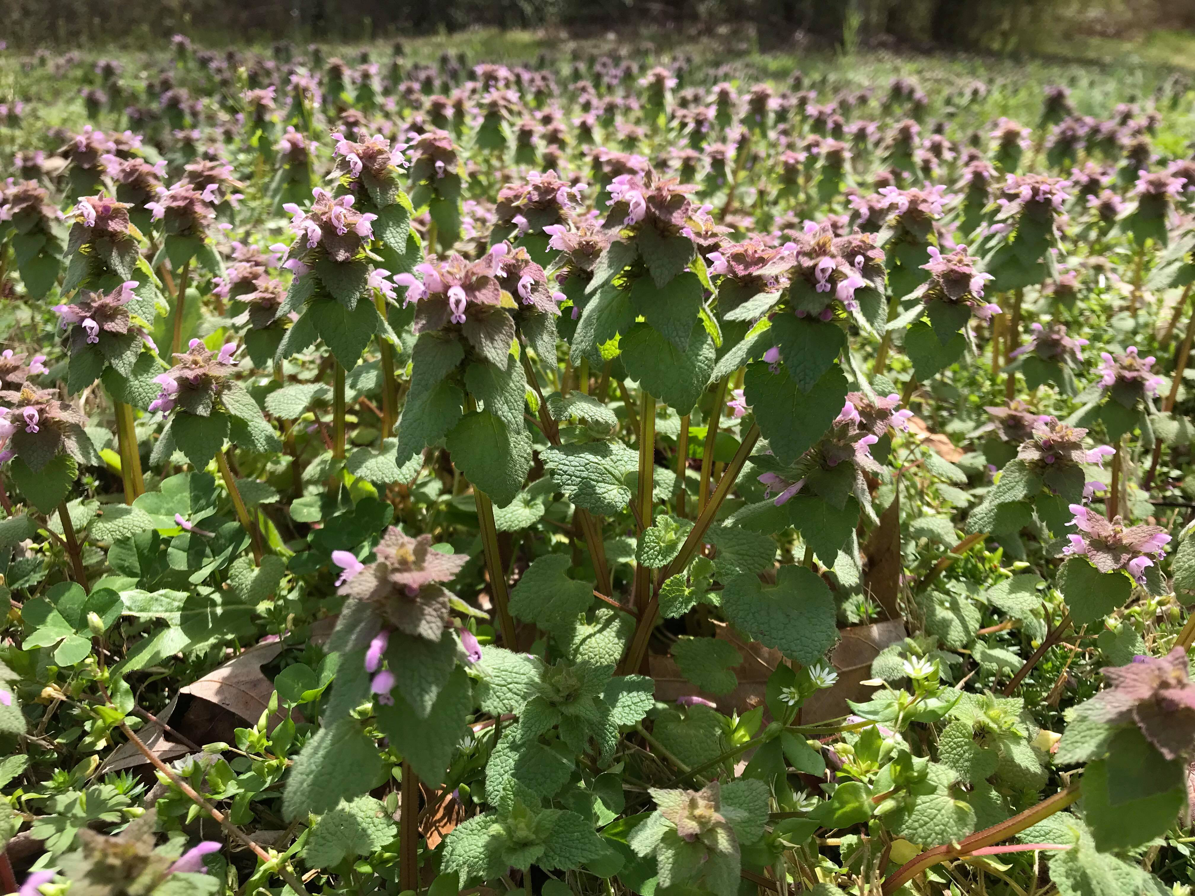 宝盖草 紫deadnettle植物之间的差异 乐动橄榄球 乐动独赢 乐动足球直播